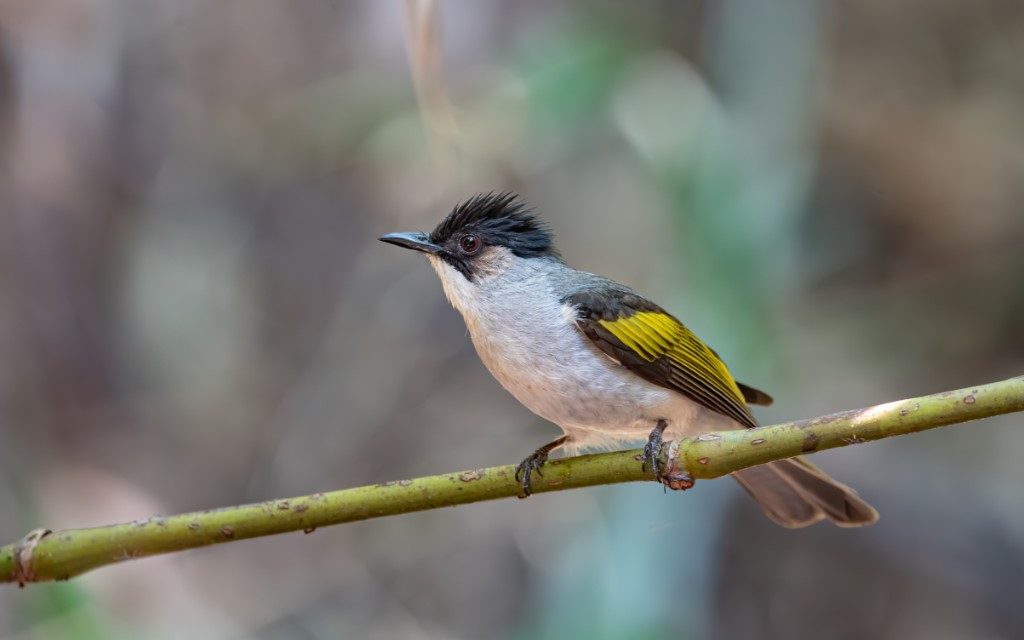 Ashy Bulbul